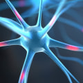 The Impact of THC on the Central Nervous System